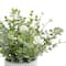 9.25" Premade Eucalyptus in Dotted Ceramic Pot by Ashland®